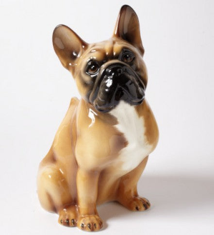 Bouledogue portascopino