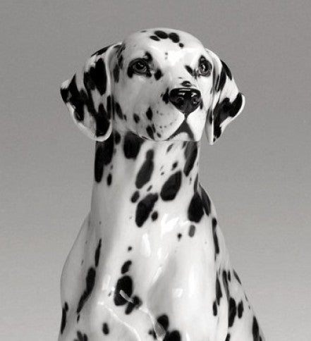 Dalmata