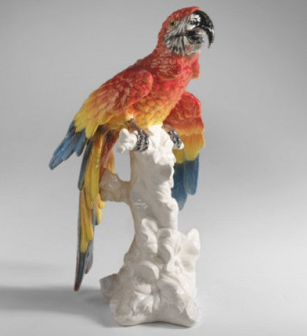 macaw
